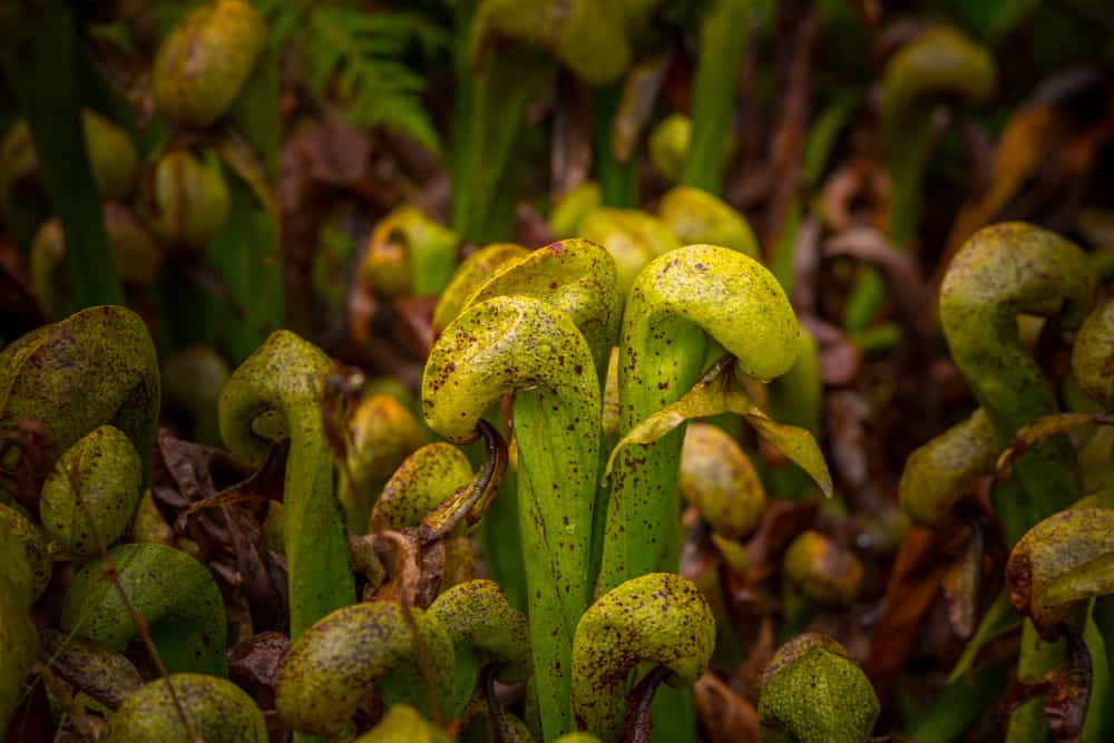 The Venus Flytrap Isn’t the Only Carnivorous Plant