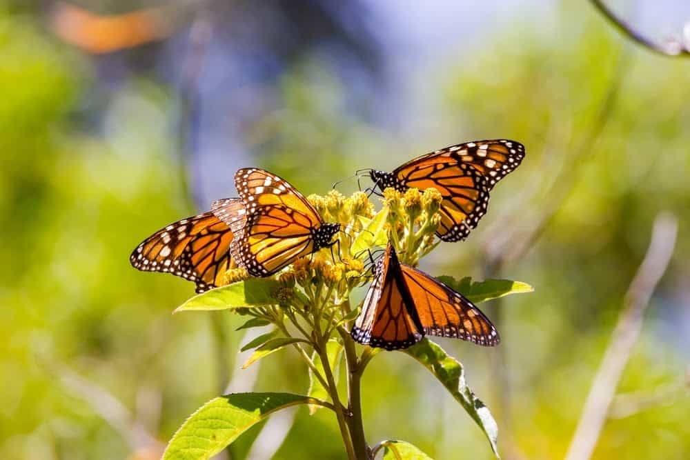 Monarch Patterns Are Changing &#8211; Here&#8217;s Why