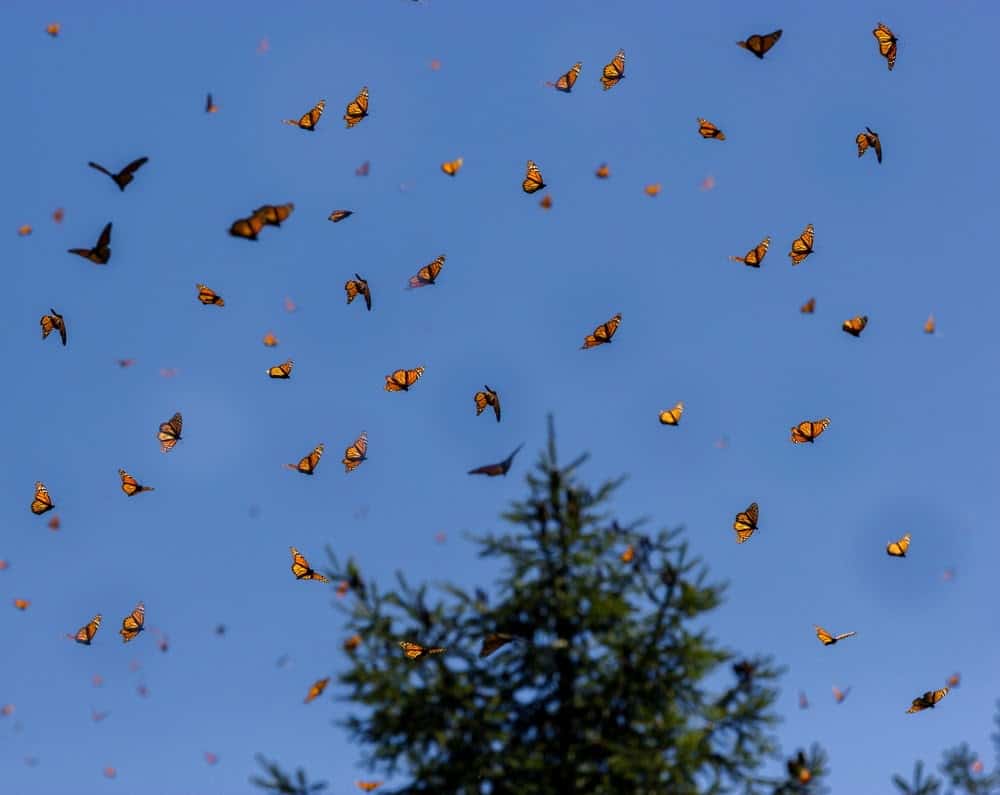 Monarch Patterns Are Changing &#8211; Here&#8217;s Why