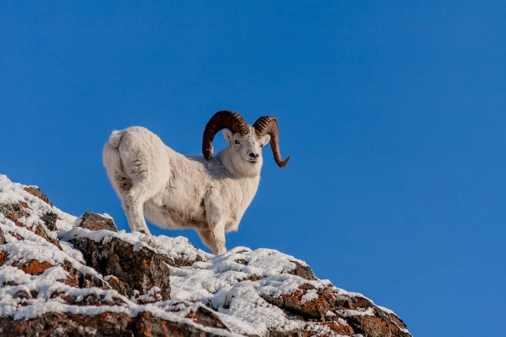 Wildlife in Alaska Puts the Continental US to Shame