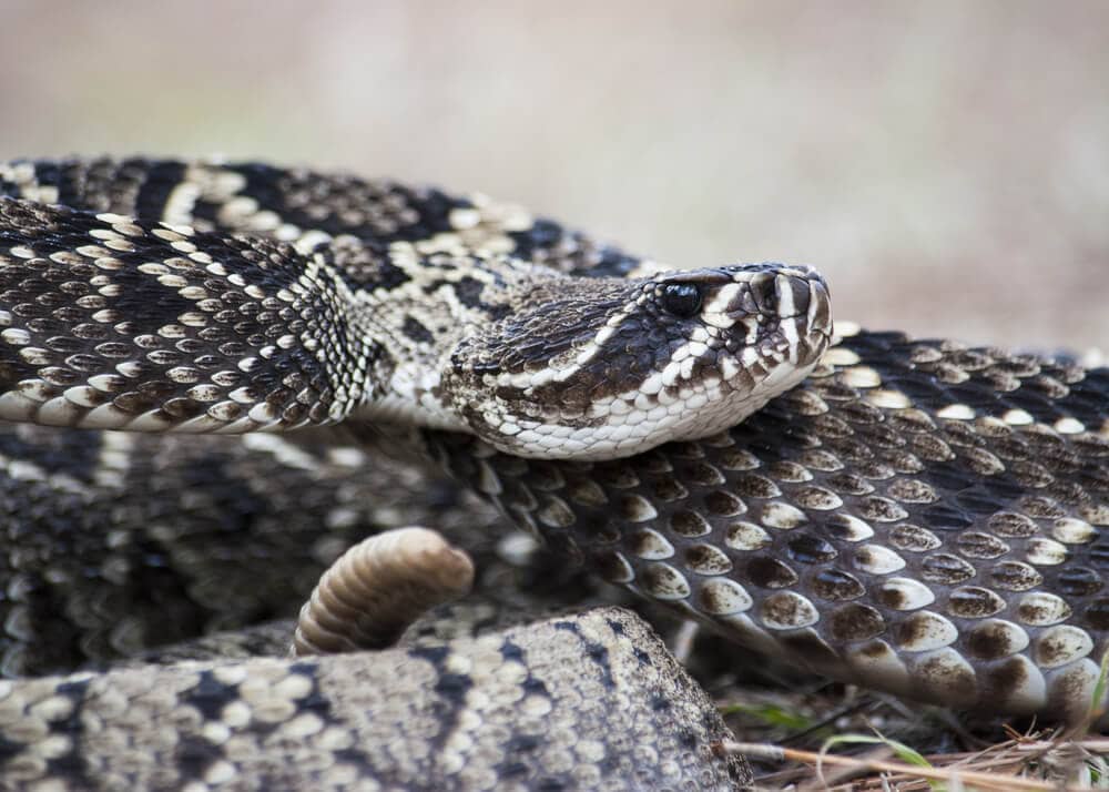 Avoid these Venomous Animals at All Costs