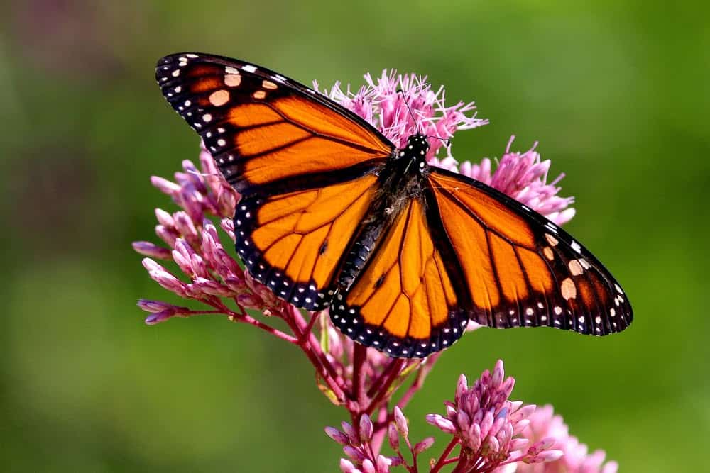 Monarch Patterns Are Changing &#8211; Here&#8217;s Why