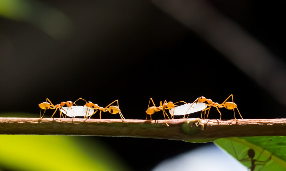 Here&#8217;s How Ants and Other Animals Find Their Way Home