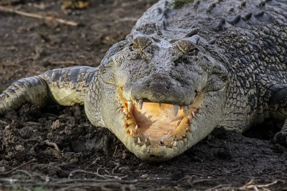 Why Saltwater Crocodiles Are The Scariest Reptile Alive