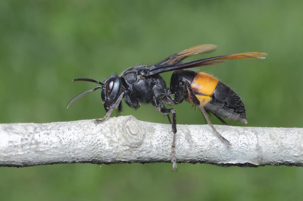 The World&#8217;s Creepiest Insects That Will Make Anybody&#8217;s Skin Crawl