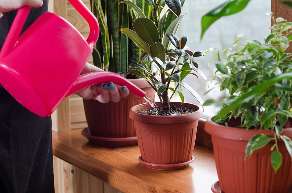 Exploring If Indoor Plants Really Improve Air Quality