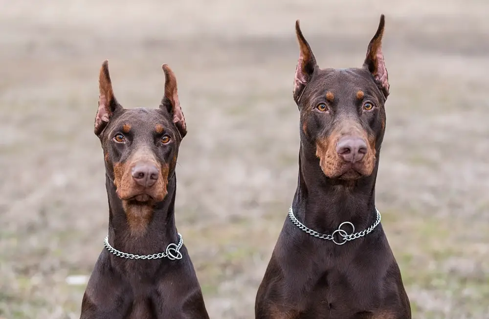 These Dog Breeds Have Evolved to be the Most Elite