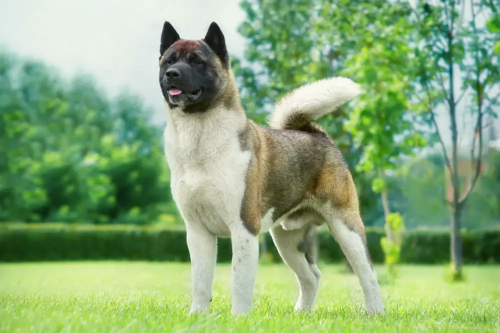 These Dog Breeds Have Evolved to be the Most Elite