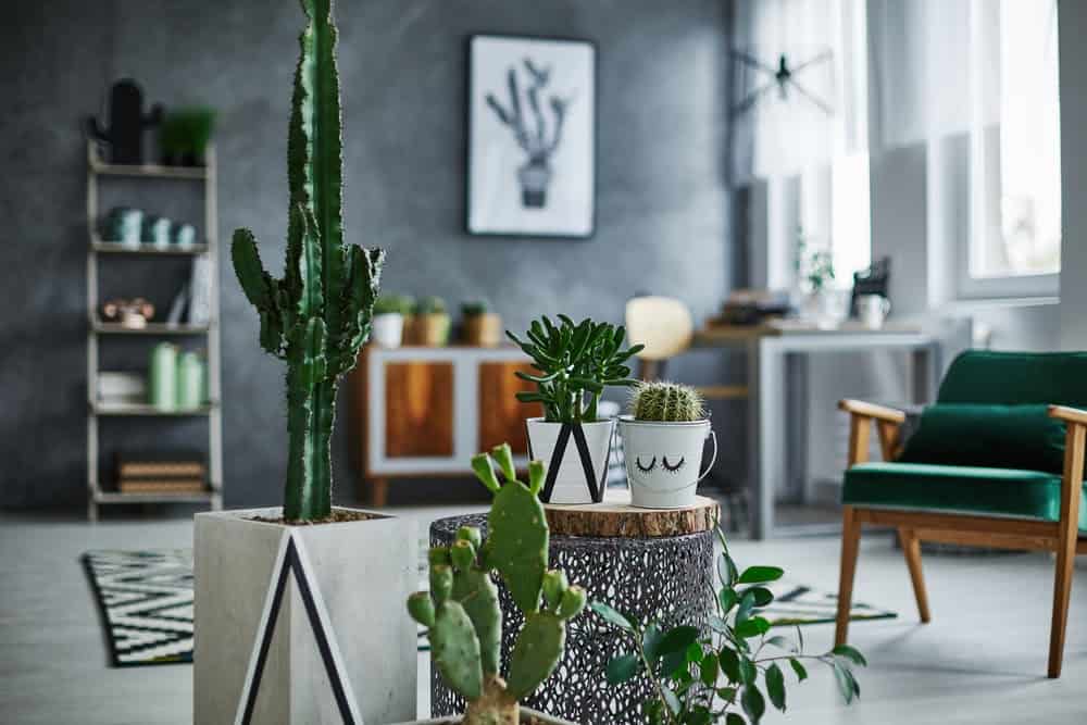 Exploring If Indoor Plants Really Improve Air Quality