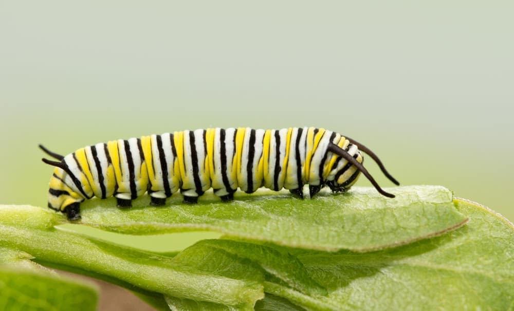 Monarch Patterns Are Changing &#8211; Here&#8217;s Why