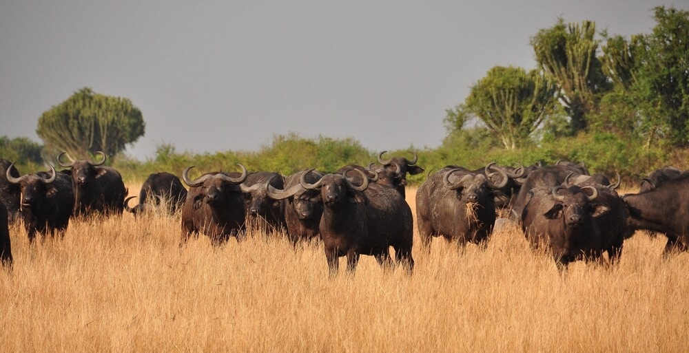 People Open Up About Their Nightmare Wildlife Safari Stories