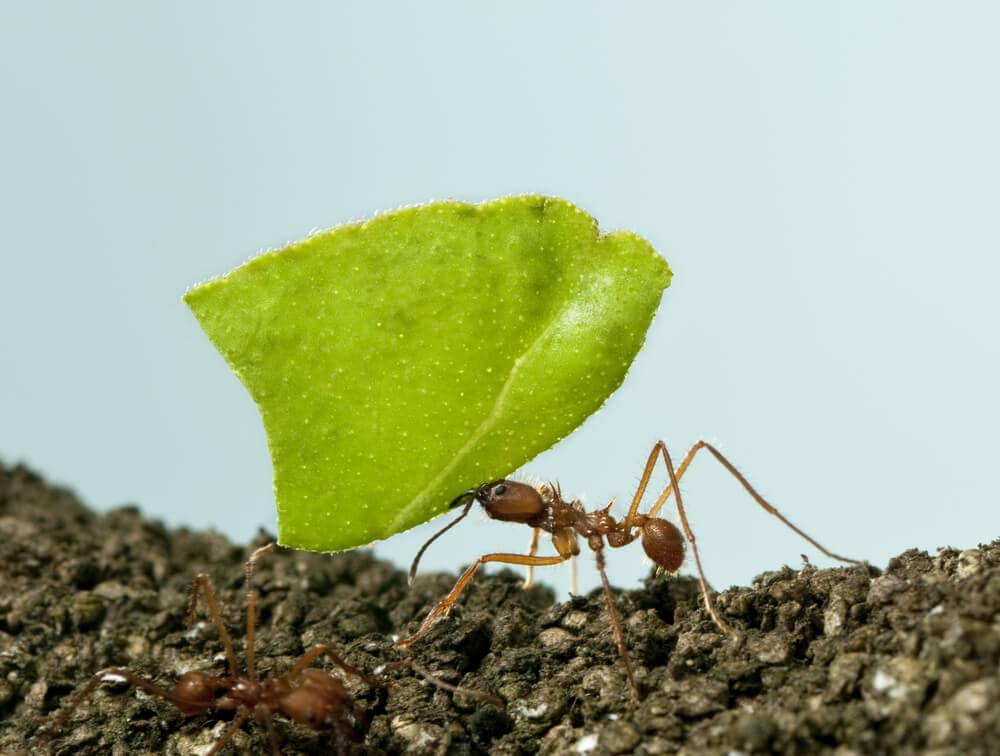 Here&#8217;s How Ants and Other Animals Find Their Way Home