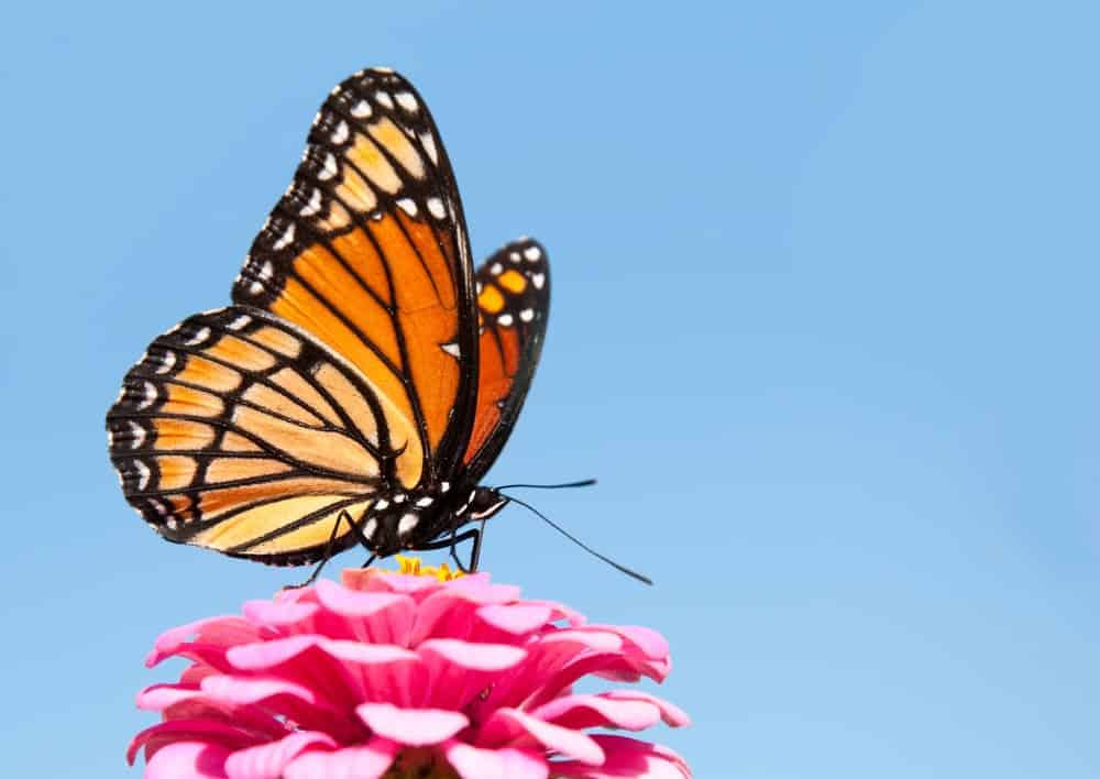 Monarch Patterns Are Changing &#8211; Here&#8217;s Why