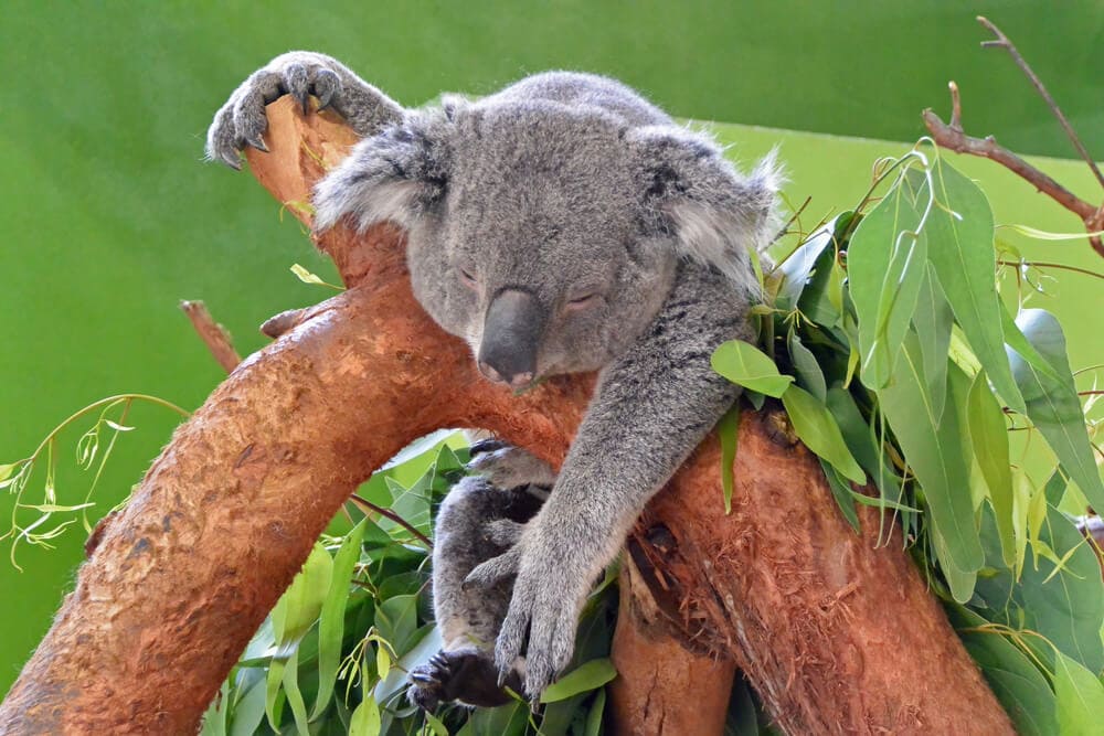 Times Koalas Were Anything But Cute