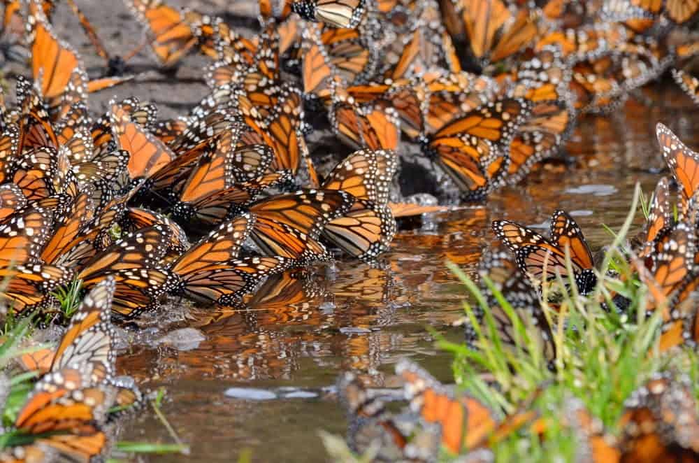 Monarch Patterns Are Changing &#8211; Here&#8217;s Why