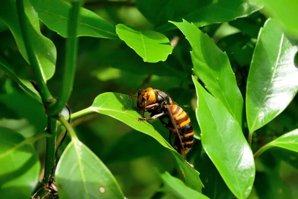 Terrifying Bees &#038; Wasps That Will Keep You Indoors