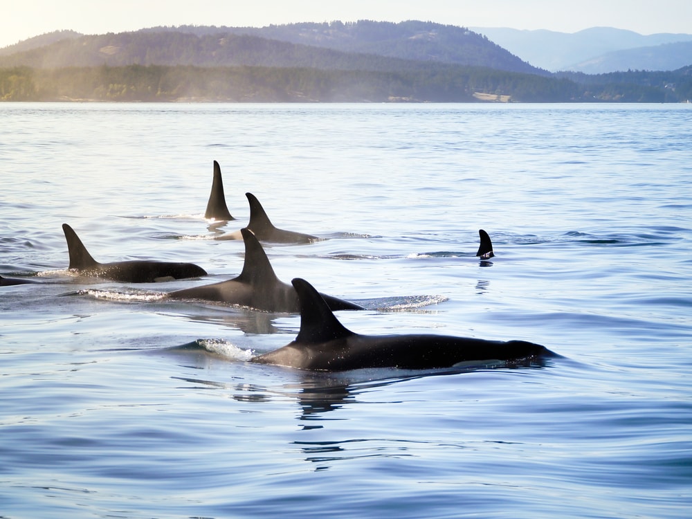 Why Orcas are the Scariest Predator in the Sea