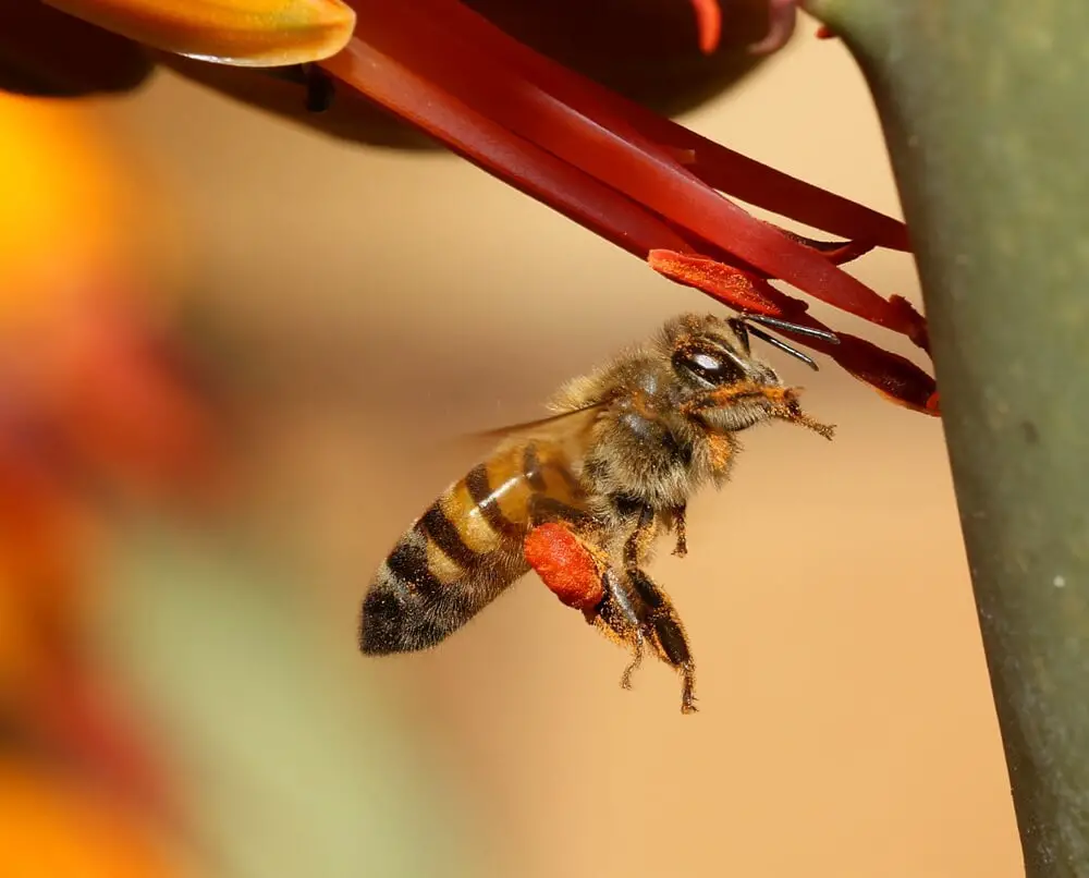 35 Hybrid Animal Species