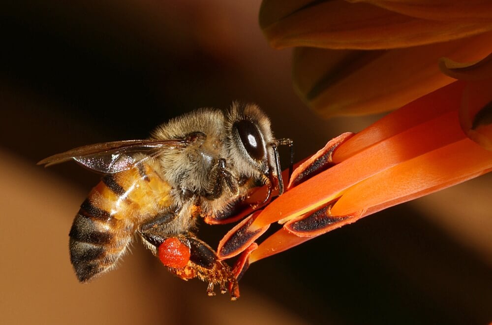 The World&#8217;s Creepiest Insects That Will Make Anybody&#8217;s Skin Crawl