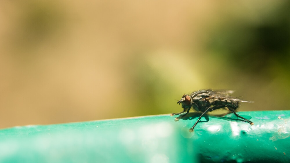 The World&#8217;s Creepiest Insects That Will Make Anybody&#8217;s Skin Crawl