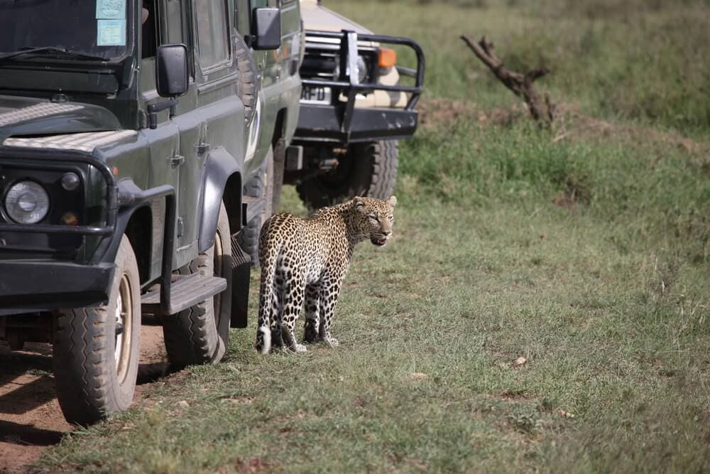 People Open Up About Their Nightmare Wildlife Safari Stories