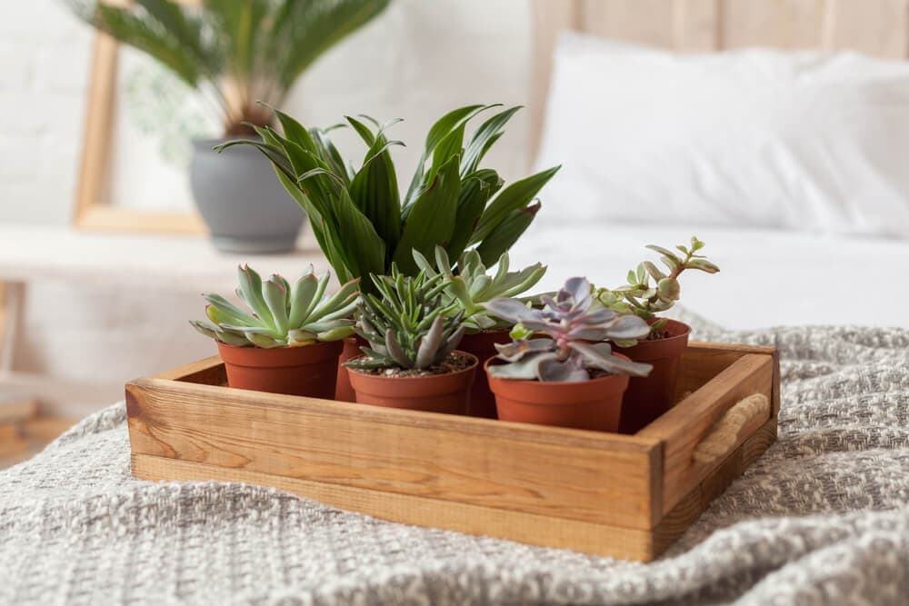 Exploring If Indoor Plants Really Improve Air Quality