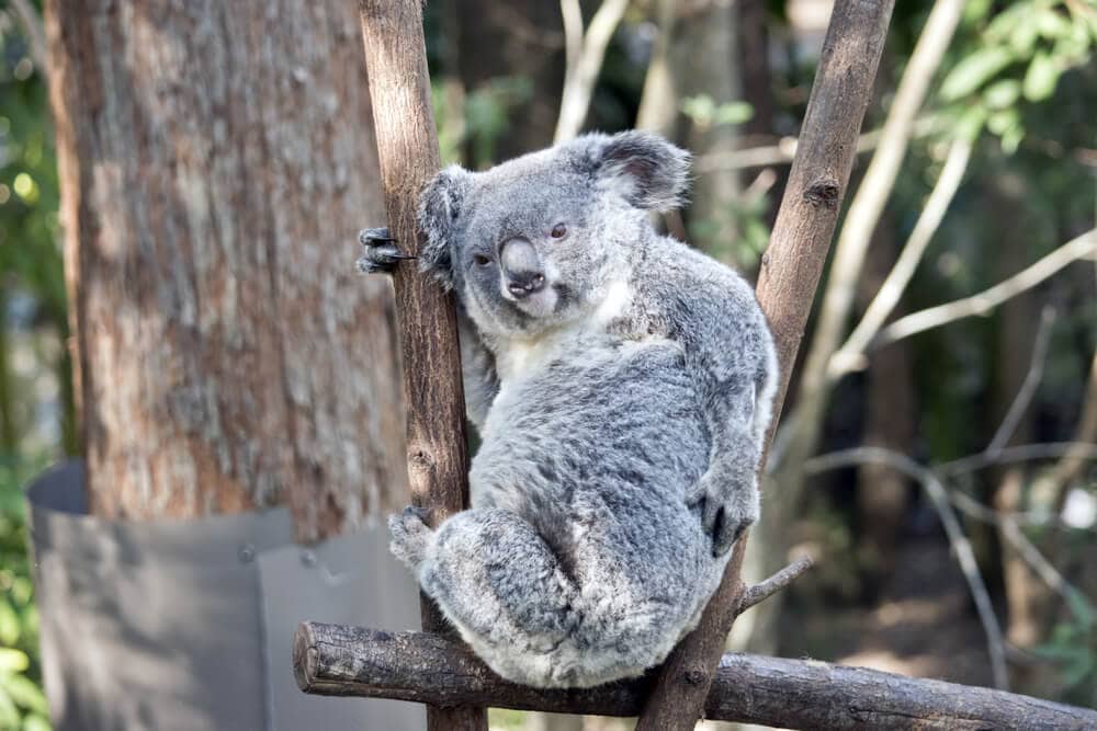 Times Koalas Were Anything But Cute