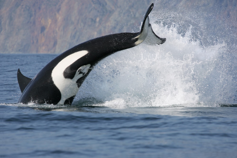 Why Orcas are the Scariest Predator in the Sea