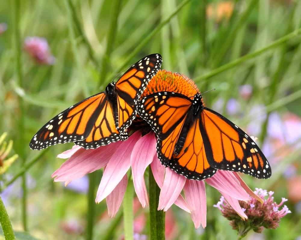 Monarch Patterns Are Changing &#8211; Here&#8217;s Why