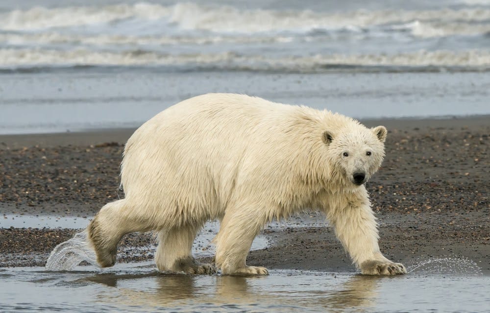 Wildlife in Alaska Puts the Continental US to Shame