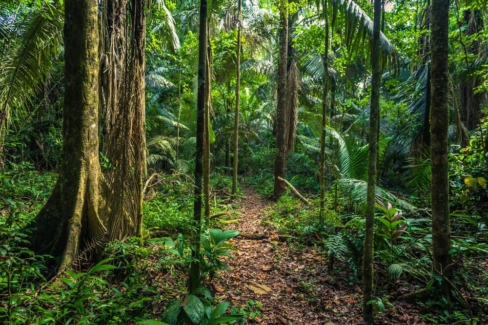 Amazing Creatures Found in the World&#8217;s Largest Rainforest