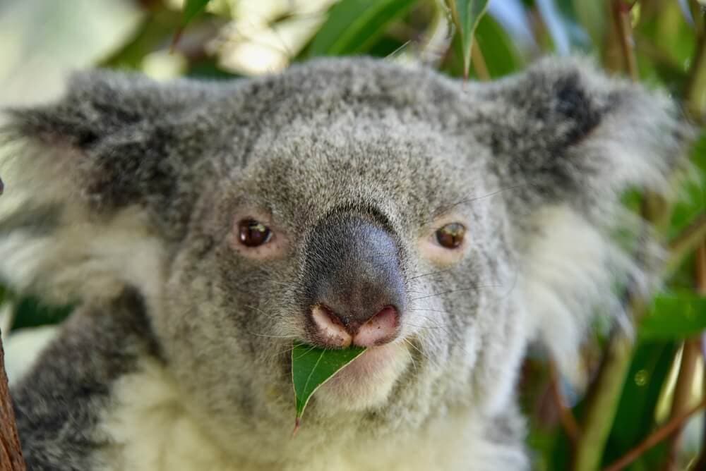 Times Koalas Were Anything But Cute