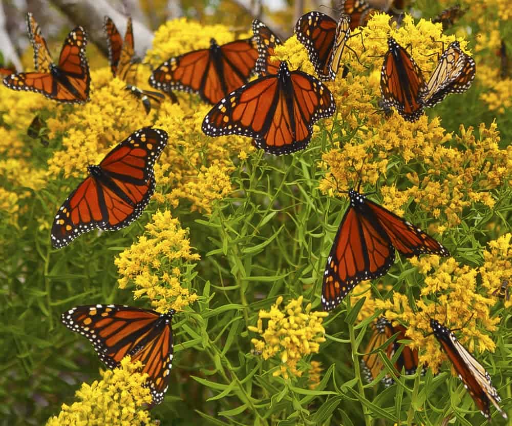 Monarch Patterns Are Changing &#8211; Here&#8217;s Why