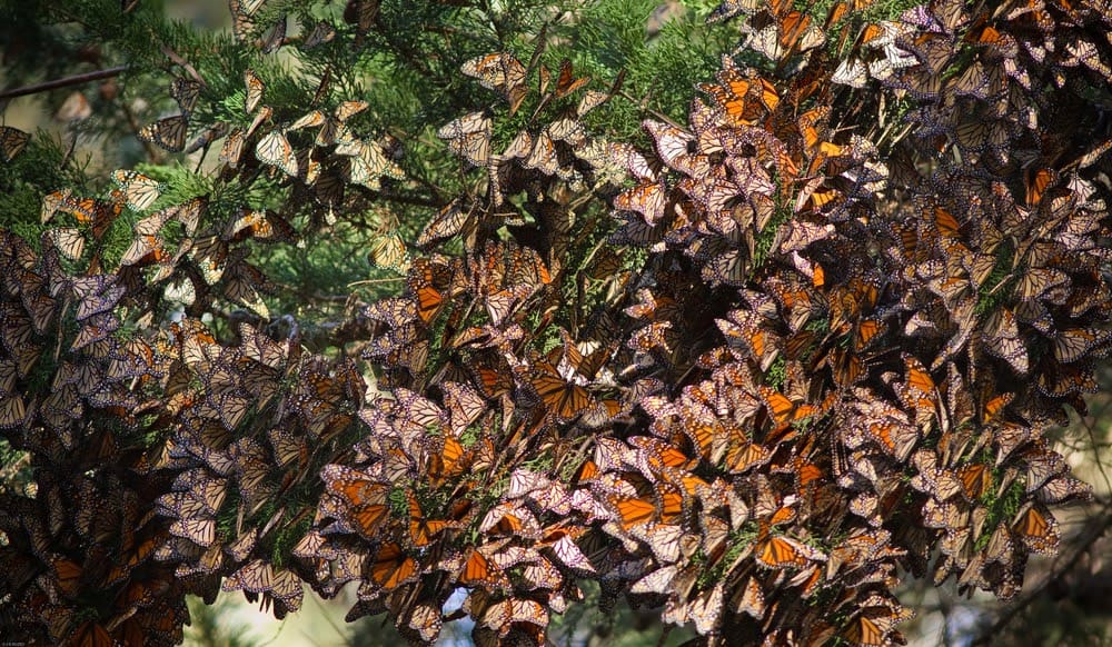 Monarch Patterns Are Changing &#8211; Here&#8217;s Why