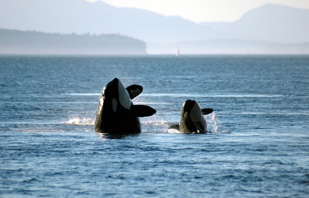 Why Orcas are the Scariest Predator in the Sea