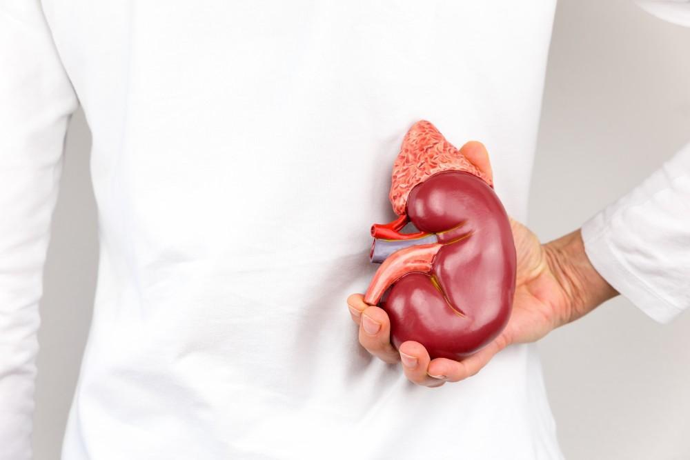 35 Things Major Organs Do That Science Class Didn&#8217;t Teach