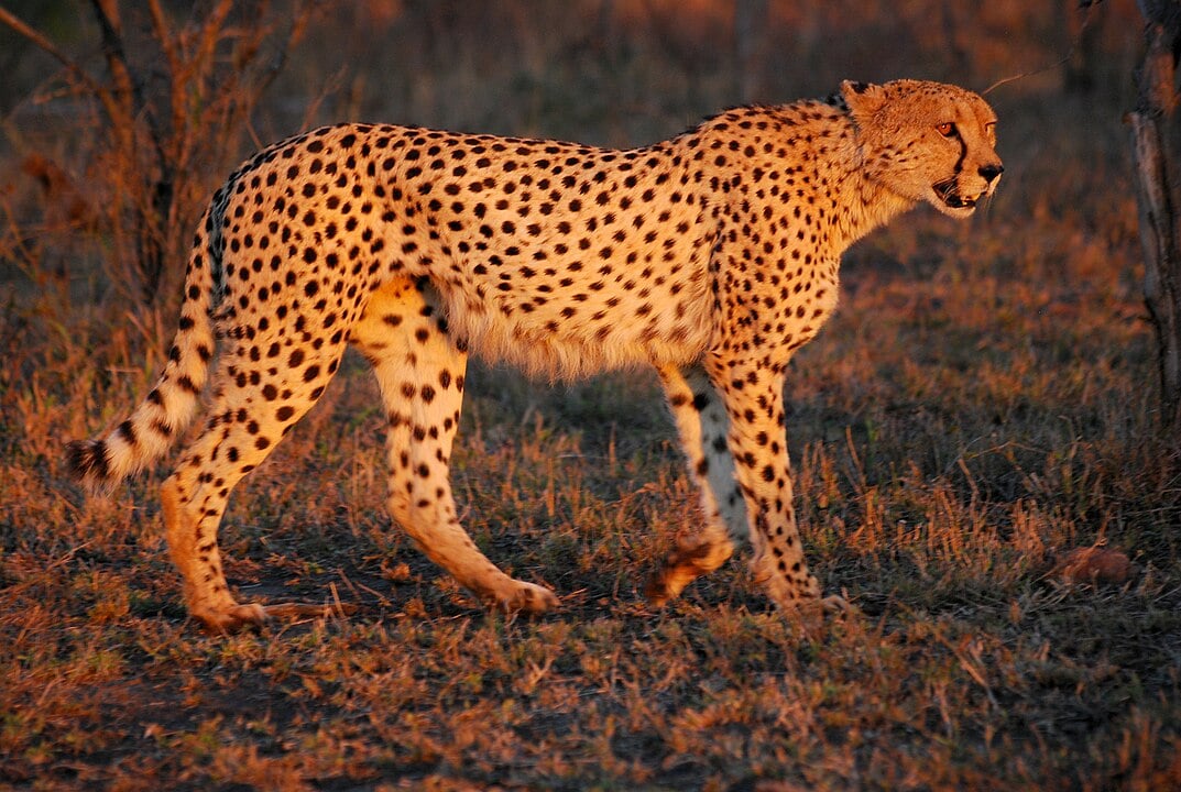 40 of the Most Impressive Predatory Cats in Nature