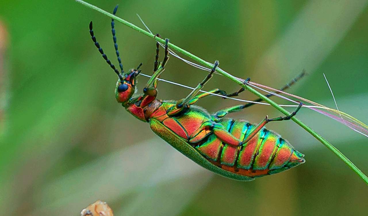 The World&#8217;s Creepiest Insects That Will Make Anybody&#8217;s Skin Crawl