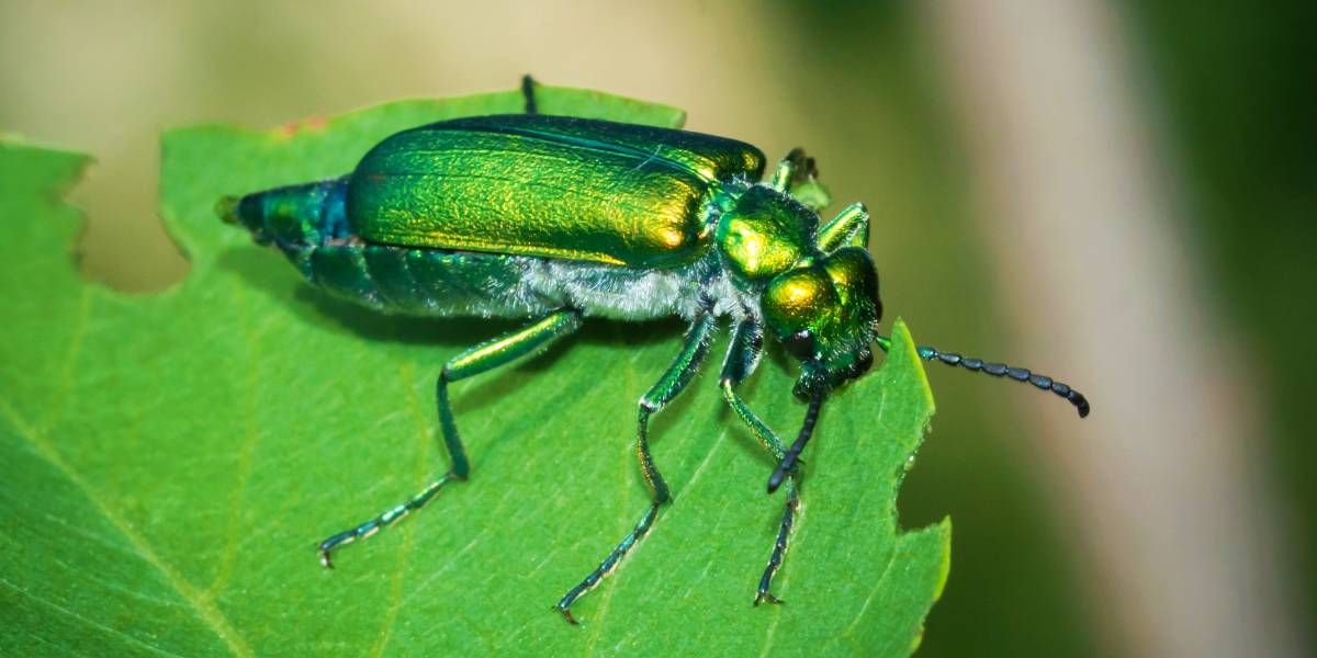 The World&#8217;s Creepiest Insects That Will Make Anybody&#8217;s Skin Crawl