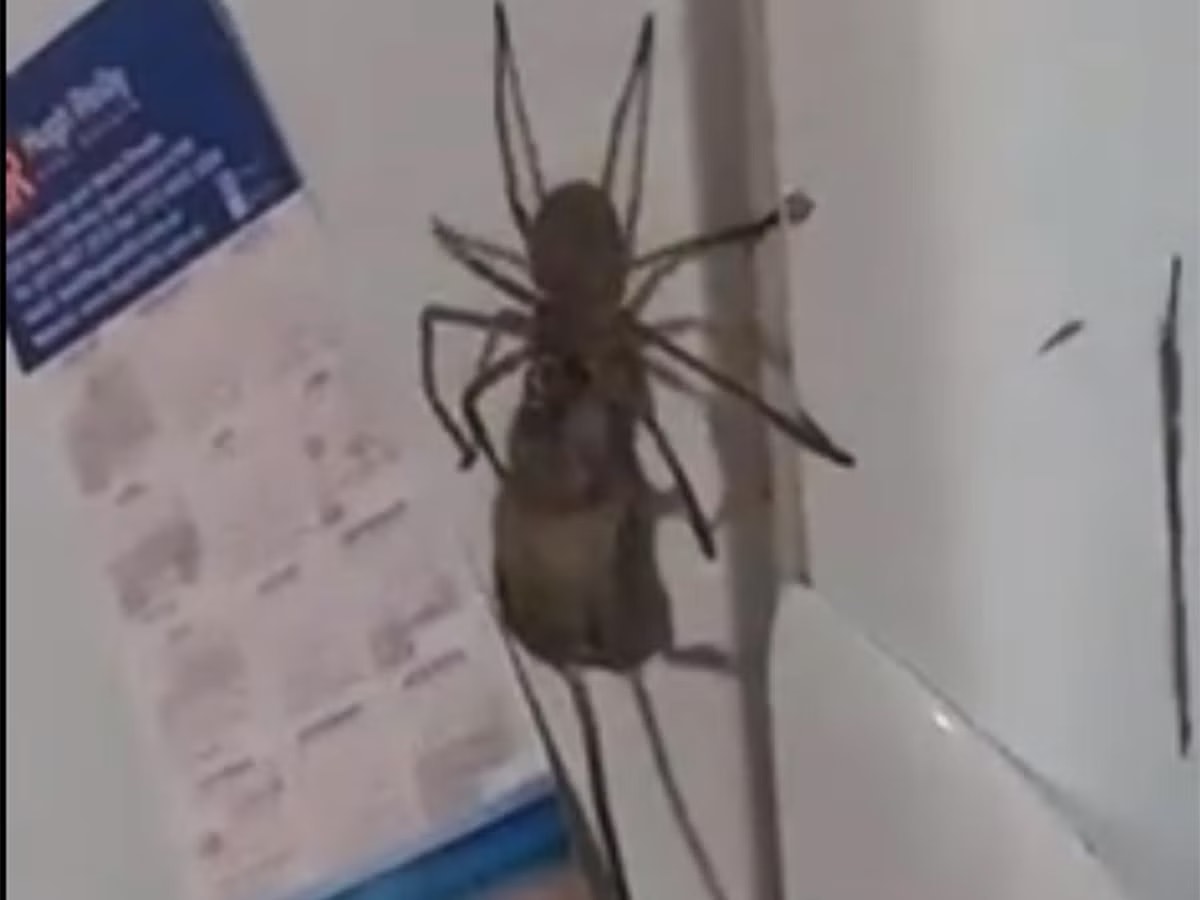 Scariest Spider Encounters That Will Make You Say &#8220;Burn It Down&#8221;