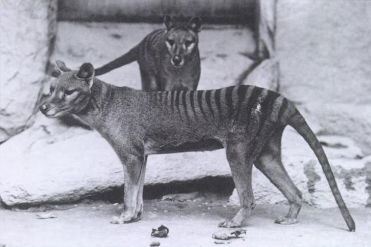 Extinct Animals Science Could Bring Back