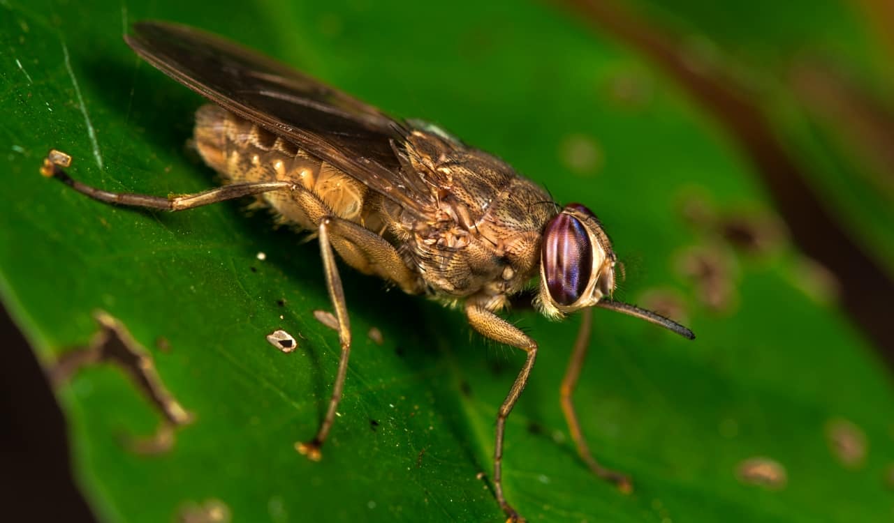 The World&#8217;s Creepiest Insects That Will Make Anybody&#8217;s Skin Crawl