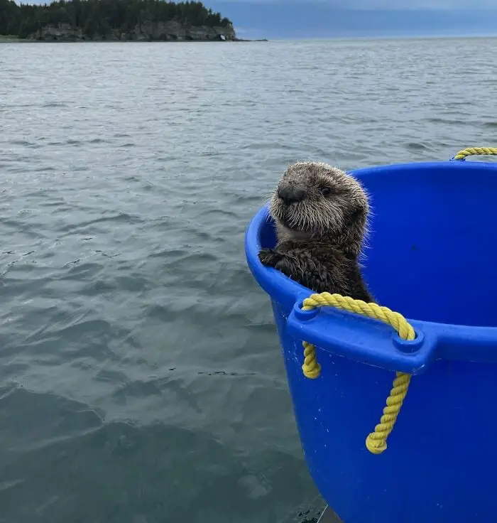 Heartwarming Otter Facts That Will Make Your Day A Little Brighter