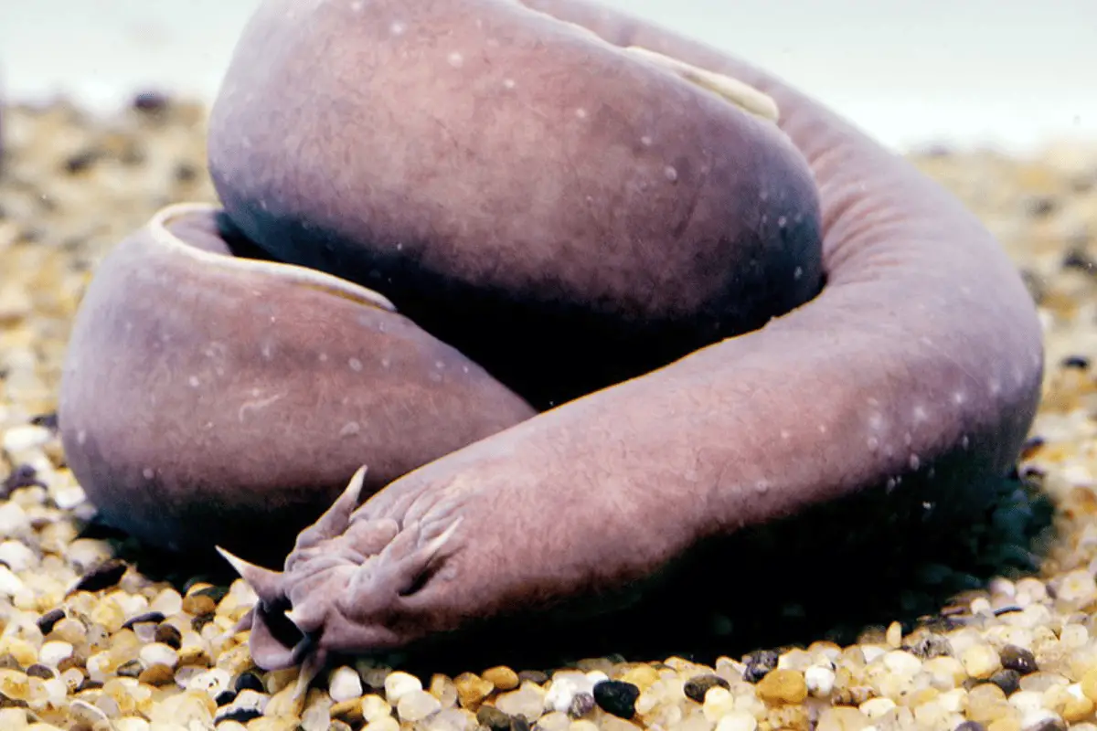 Gross Animals That Will Make You Say “Ew, Why?”