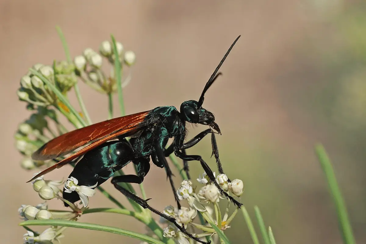 Gross Animals That Will Make You Say “Ew, Why?”