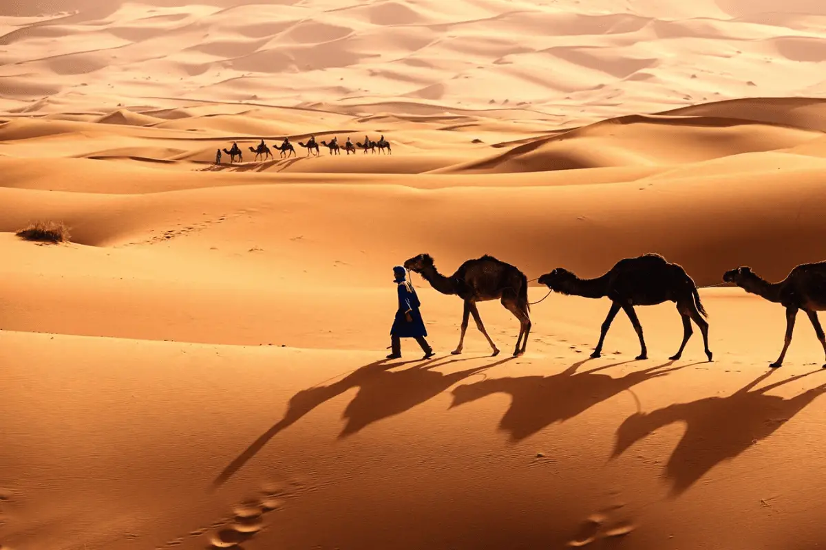 Little Known Facts About the Sahara Desert and Its Extreme Animals