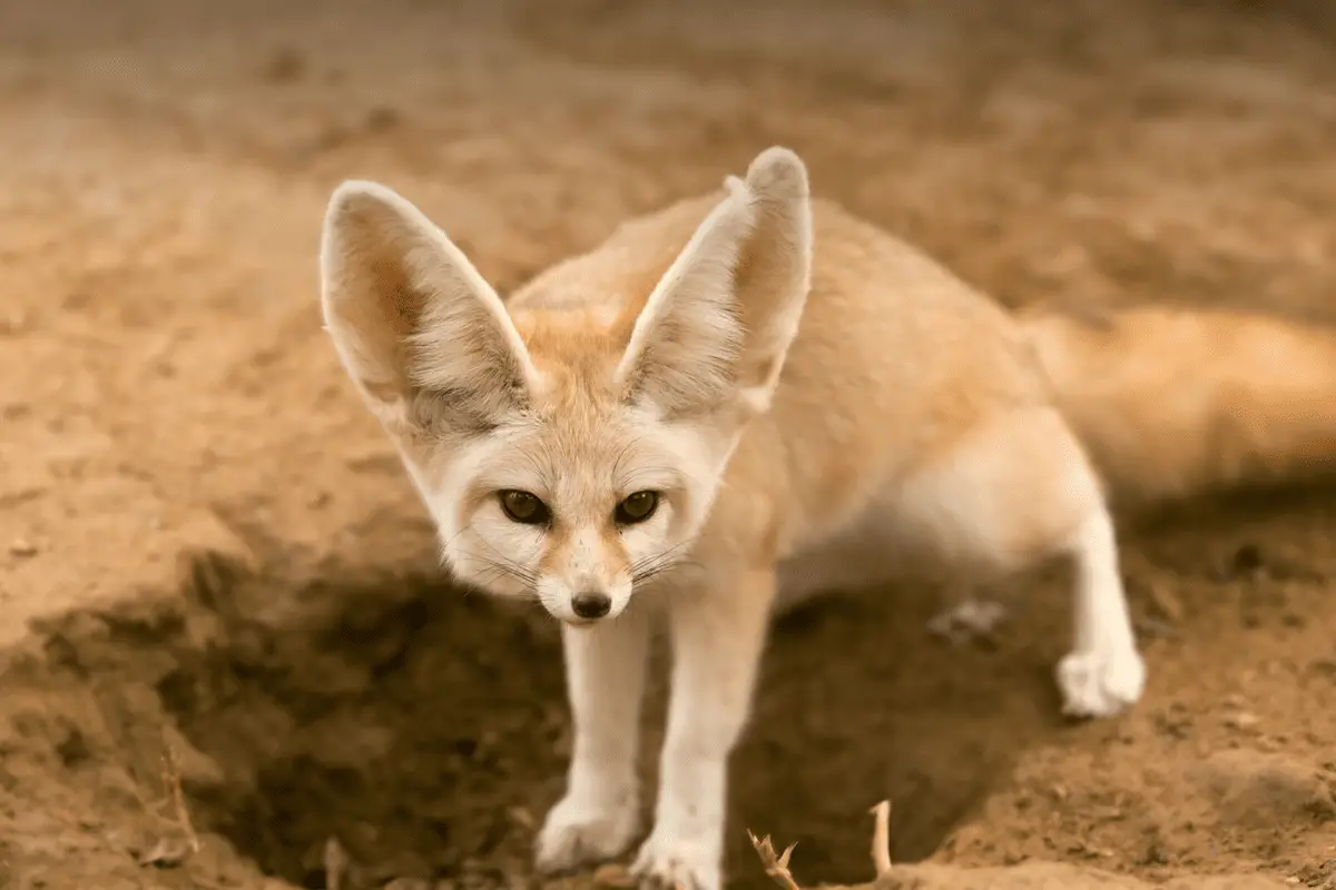 Little Known Facts About the Sahara Desert and Its Extreme Animals