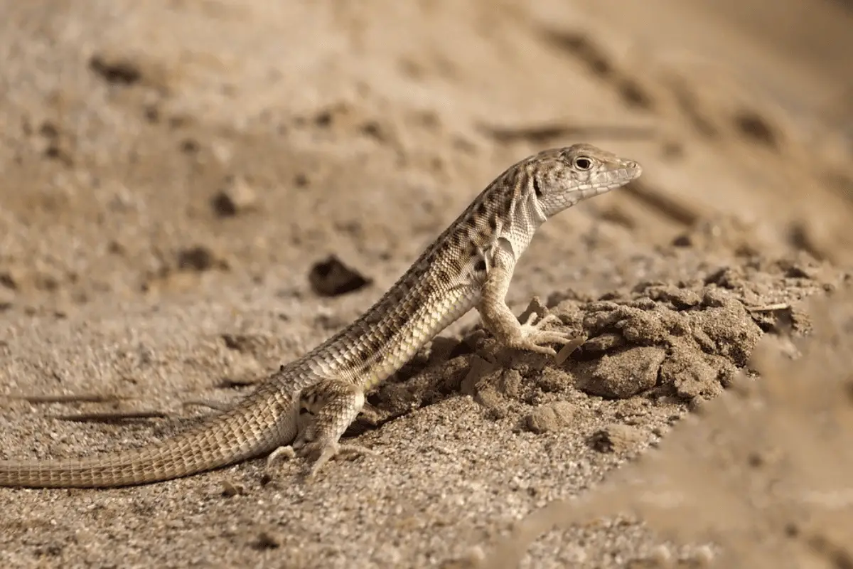 Little Known Facts About the Sahara Desert and Its Extreme Animals