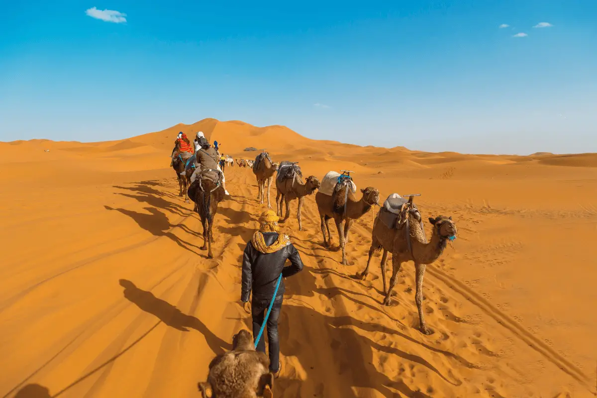 Little Known Facts About the Sahara Desert and Its Extreme Animals