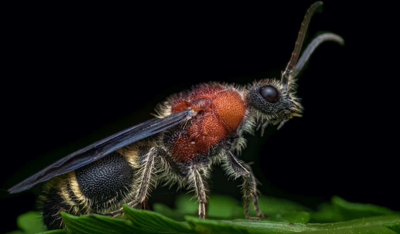 The World&#8217;s Creepiest Insects That Will Make Anybody&#8217;s Skin Crawl